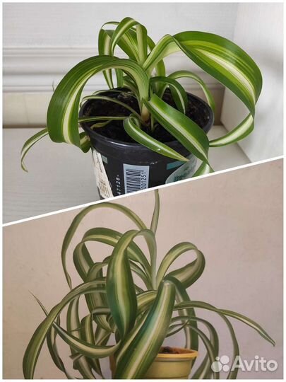 Хлорофитум кудрявый, Бонни