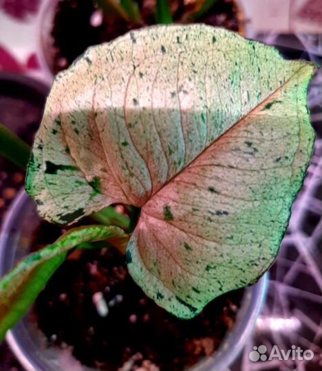 Сингониумы сортовые