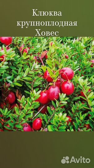 Саженцы клюквы