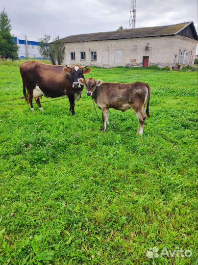 Телочки Веста