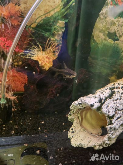 Аквариум 70л