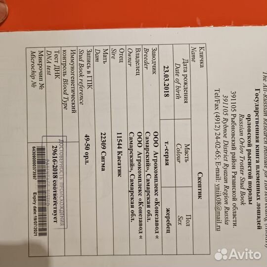 Жеребец Орловский рысак