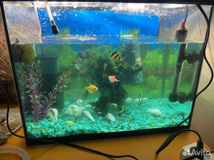 Аквариум с рыбками