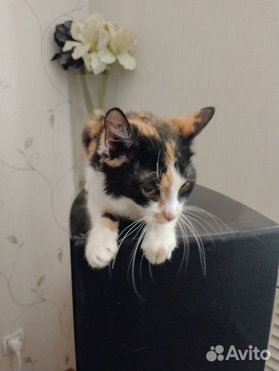 Кошечка Сонечка