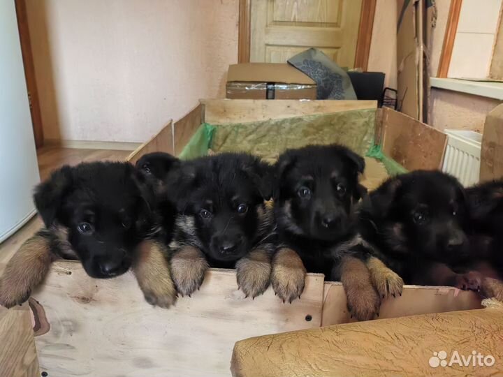 Готовятся к продаже щенки немецкой овчарки