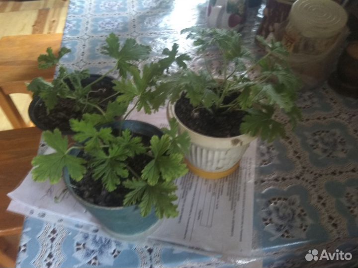 Герань душистая