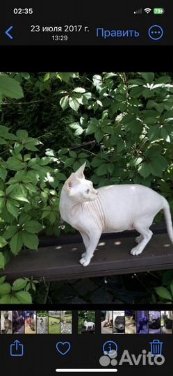 Канадский сфинкс бесплатно