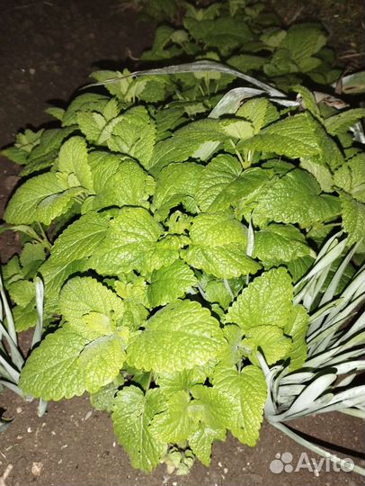 Мелисса лекарственная продам