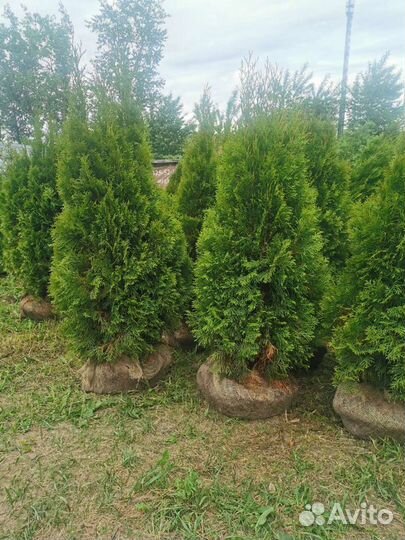 Туя смарагд