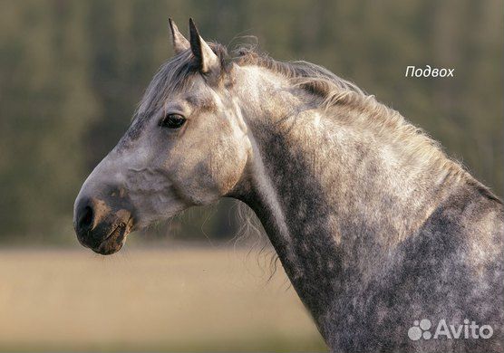 Орловский рысак