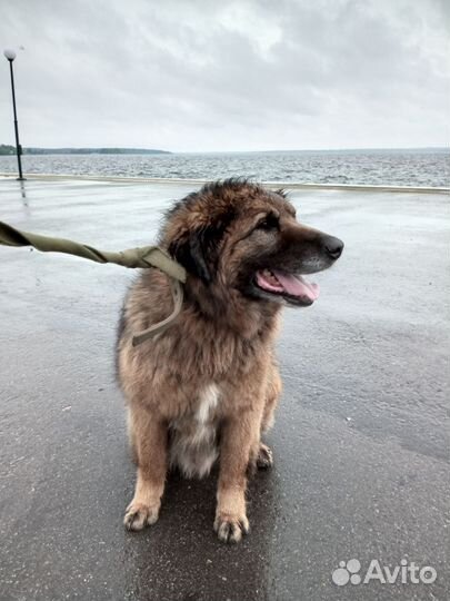 Буян ищет дом