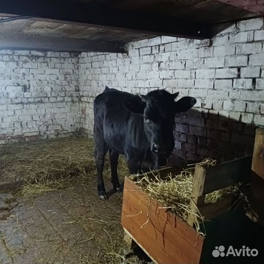 Телка 10 месяцев