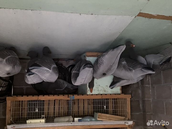 Подсадные гуси