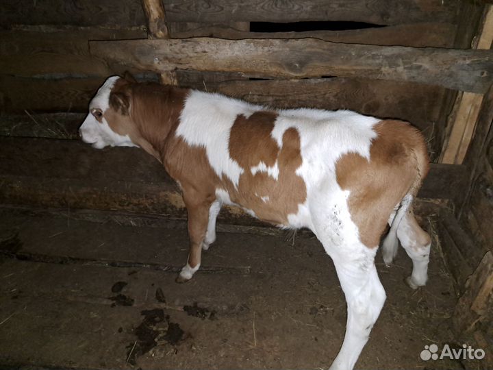 Корова с двумя телятами,тёлочка и бычок