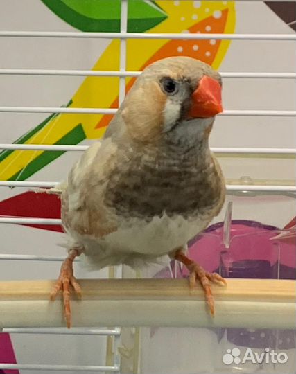 Зебровые амадины