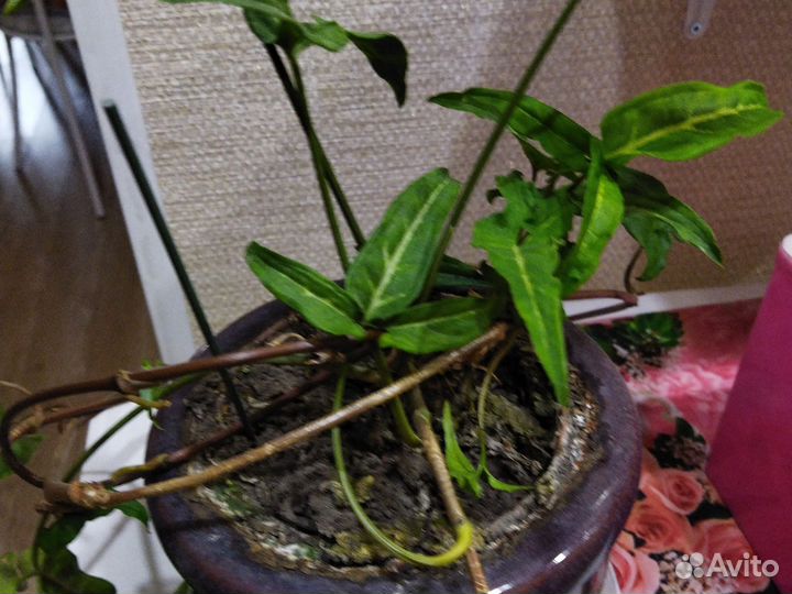 Бенджамина, папоротник