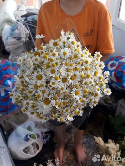 Букеты из ромашек