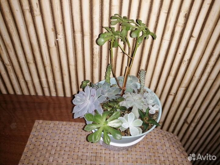 Суккуленты