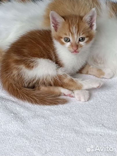 Котята в добрые руки, мальчики