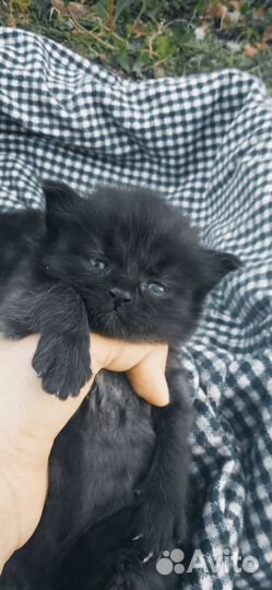 Персидский котик