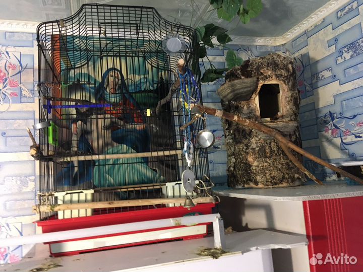 Клетка для птиц и домик