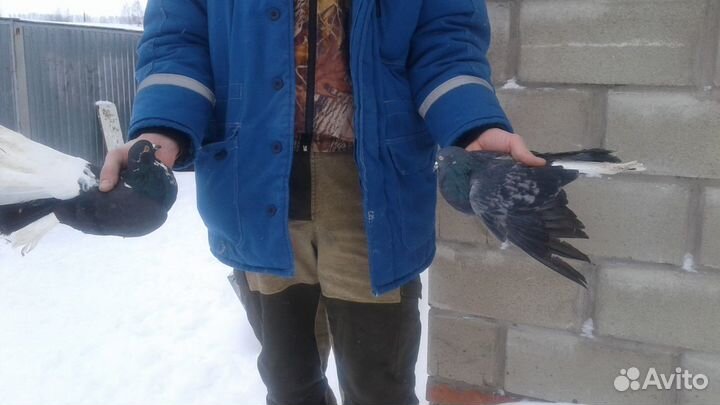 Голуби николаевские