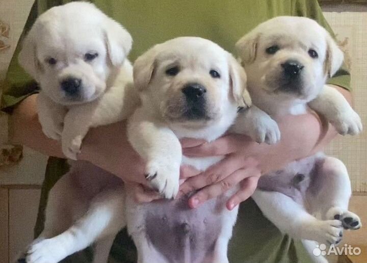 Лабрадоры. Щенки с отличной родословной