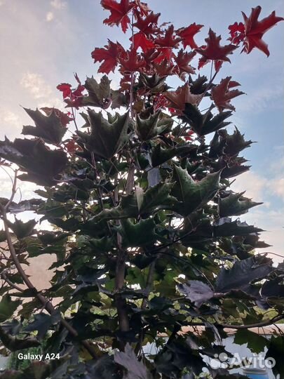 Ива Матсудана. Клен красный