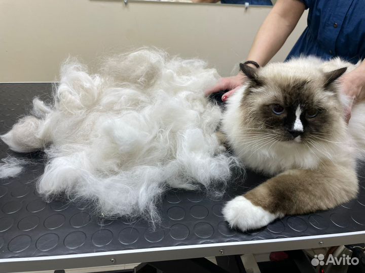 Стрижка собак и кошек