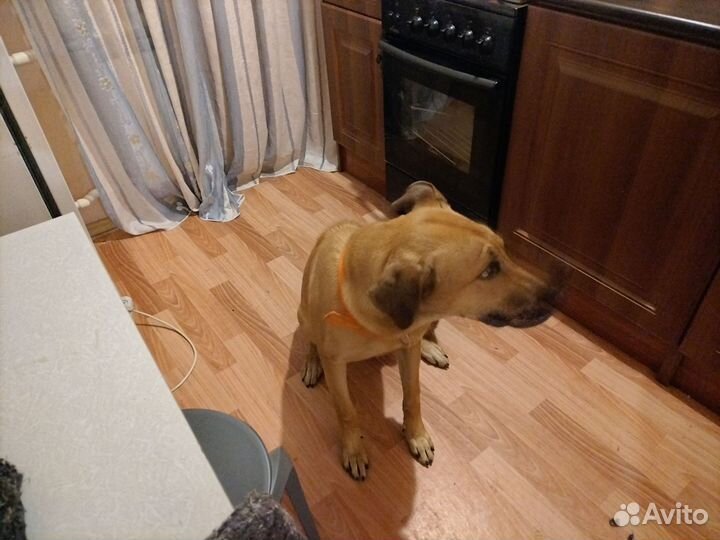 Родезийский риджбек