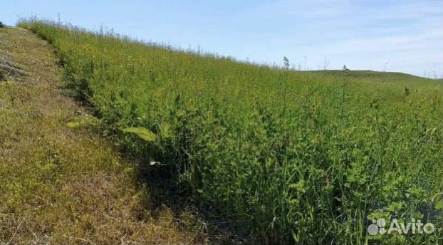 Сено разнотравье