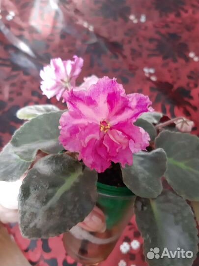 Сортовые фиалки. Хойки