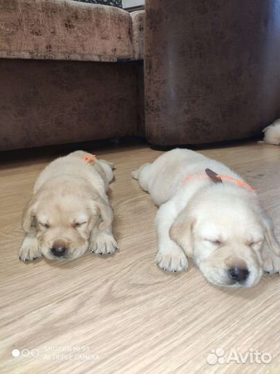 Лабрадор вязка, девочка