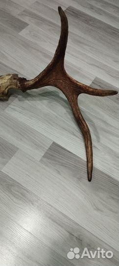 Продам рога лося
