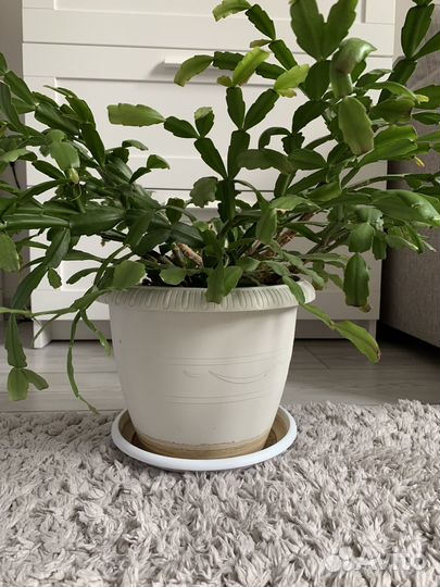 Цветок декабрист