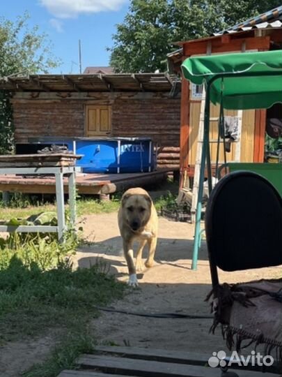 Собака алабай девочка вязка