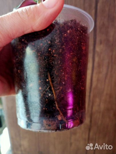 Калатея Анжела