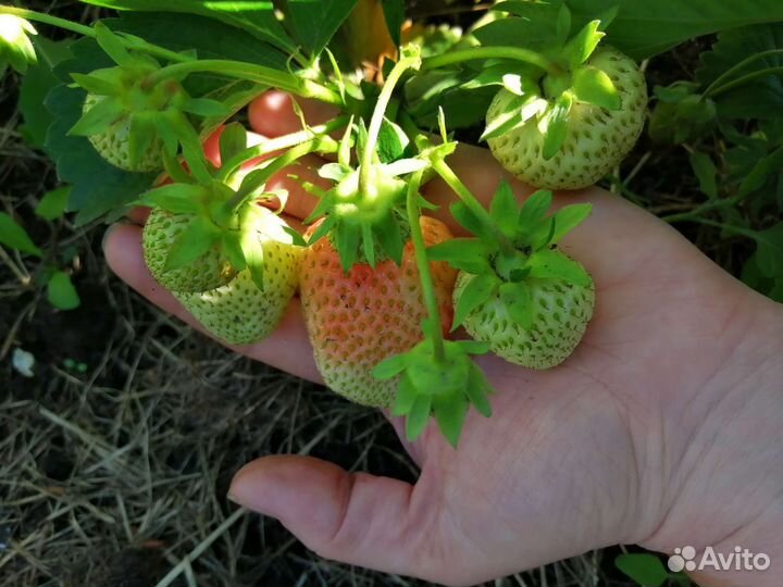 Рассада клубники