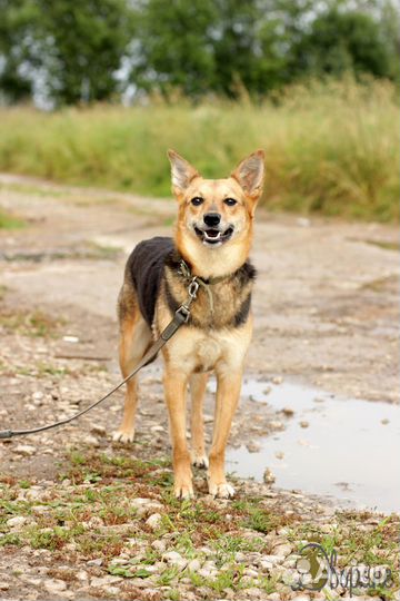 Позитивная Нелли в поисках дома