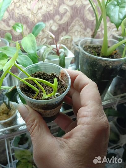 Филодендрон