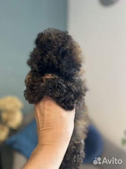 Щенки мальтипу f1