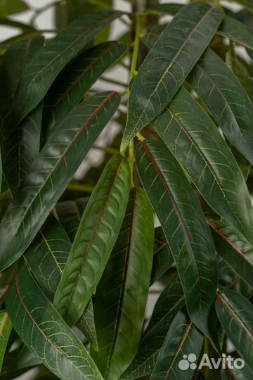 Искусственное дерево манго