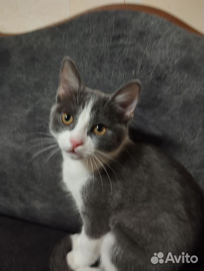 Отдам кота в добрые руки