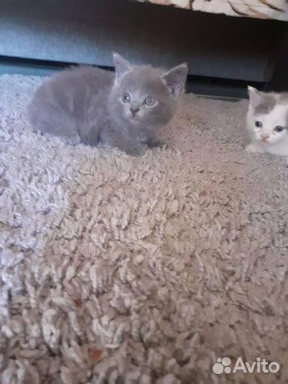 Шотландские котята