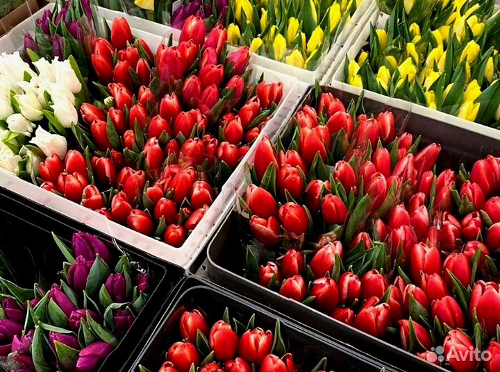 Тюльпаны оптом под заказ