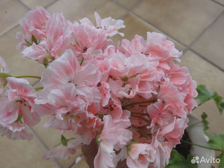 Та Осенний блюз