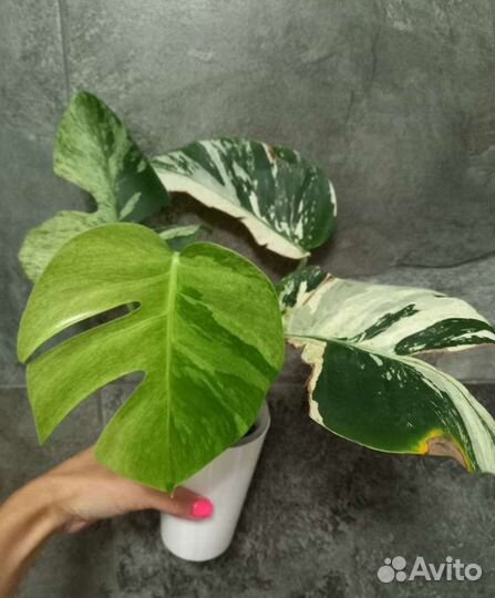 Монстера минт