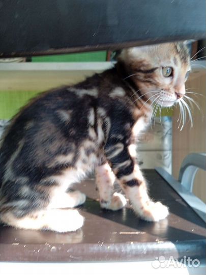 Бенгальские котята