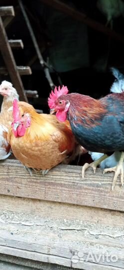 Молодые петушки