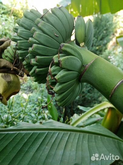 Банановая пальма. Саженцы